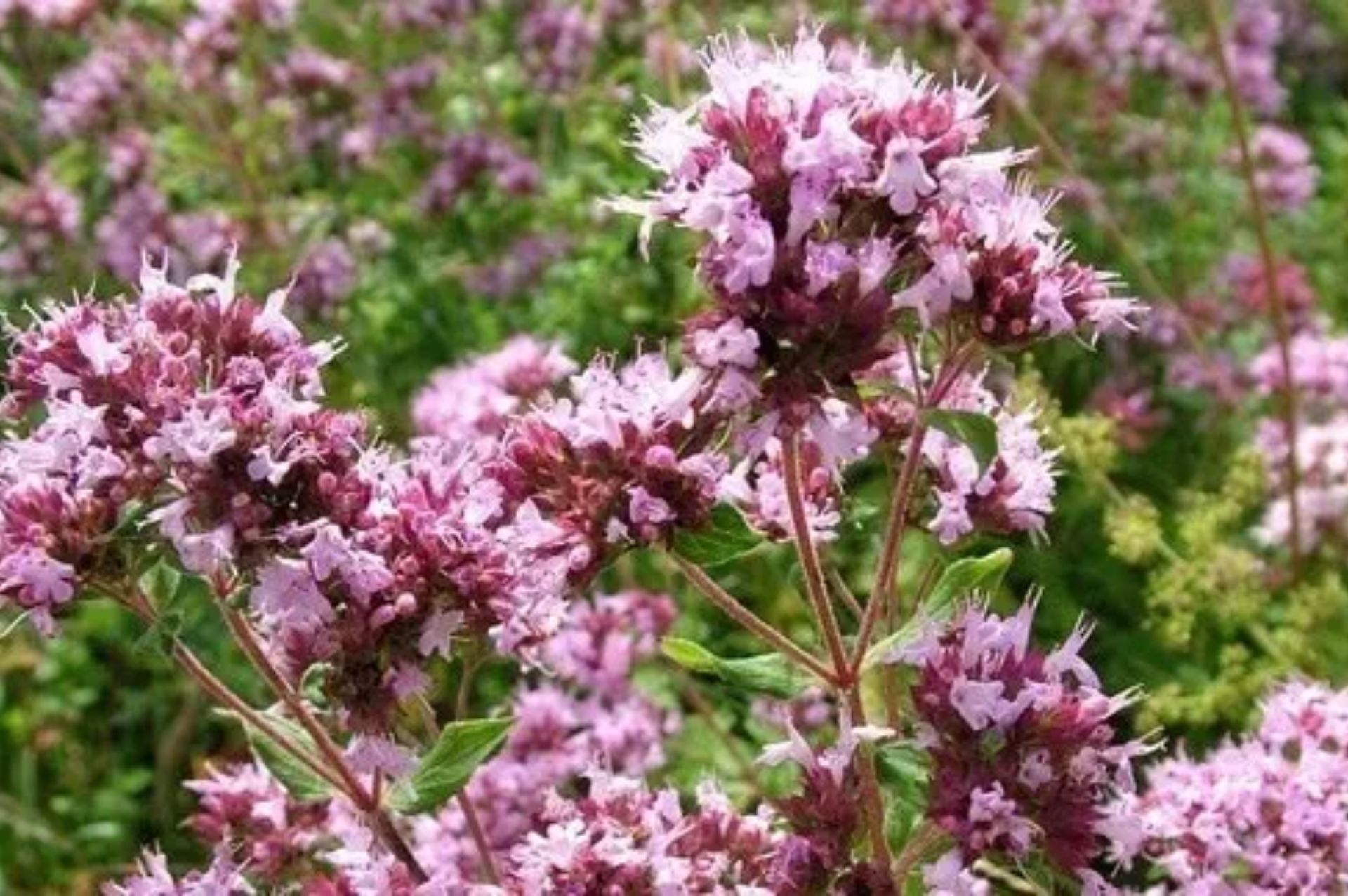 Marjoram